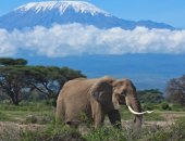 Selous & Ruaha, Tanzania